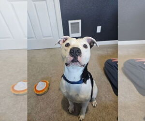 American Pit Bull Terrier-Unknown Mix Dogs for adoption in Bellevue, WA, USA