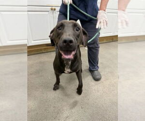 Labrador Retriever-Unknown Mix Dogs for adoption in Forestville, MD, USA