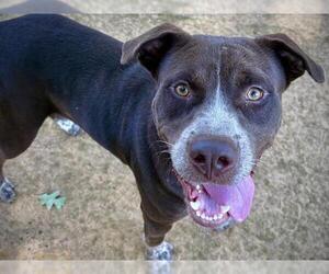 American Staffordshire Terrier-Pointer Mix Dogs for adoption in Tallahassee, FL, USA