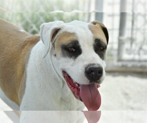 American Bulldog-Unknown Mix Dogs for adoption in Fallon, NV, USA