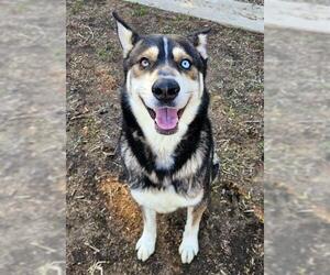 German Shepherd Dog-Siberian Husky Mix Dogs for adoption in Sacramento, CA, USA