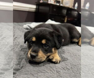 Rottweiler-Unknown Mix Dogs for adoption in Mooresville, NC, USA