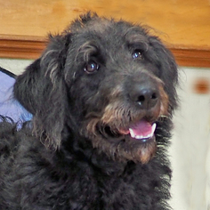 Labradoodle Dogs for adoption in Danville, KY, USA