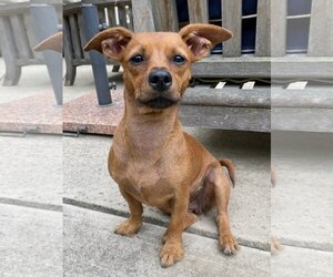 Chihuahua-Unknown Mix Dogs for adoption in Davis, CA, USA