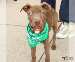 Medium Photo #2 Labrador Retriever-Retriever  Mix Puppy For Sale in Washington, DC, USA