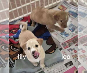 Retriever -Unknown Mix Dogs for adoption in Virginia Beach, VA, USA