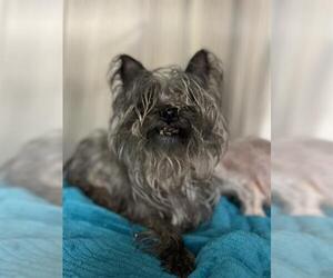 Maltese-Unknown Mix Dogs for adoption in Center Township, PA, USA