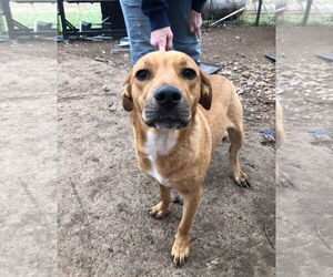 Labrador Retriever-Unknown Mix Dogs for adoption in Bandera, TX, USA