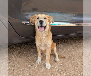 Mutt Dogs for adoption in Vail, AZ, USA