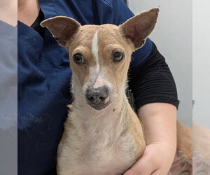 Chihuahua Dogs for adoption in Chico, CA, USA