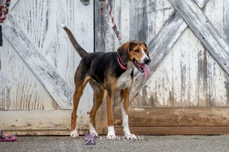 English Foxhound Dogs for adoption in Rustburg, VA, USA