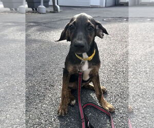 Mutt Dogs for adoption in Sterling, MA, USA