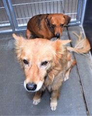 Beago Dogs for adoption in San Jacinto, CA, USA