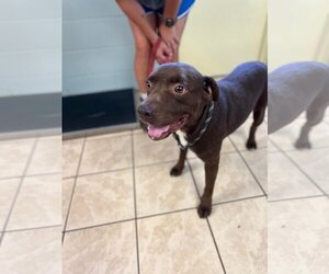 American Pit Bull Terrier-Retriever  Mix Dogs for adoption in Staley, NC, USA