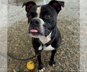 American Pit Bull Terrier-Unknown Mix Dogs for adoption in Palmetto, FL, USA