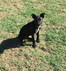 Bo-Dach Dogs for adoption in Lindale , TX, USA