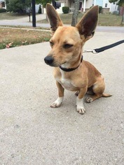 Dachshund Dogs for adoption in Tonawanda , NY, USA
