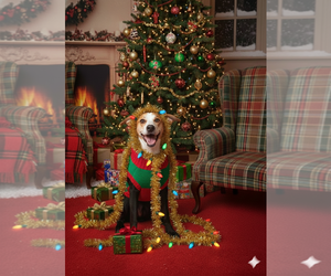 Mutt Dogs for adoption in Spotsylvania, VA, USA