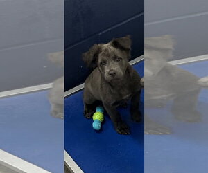 Mutt Dogs for adoption in Sterling, MA, USA
