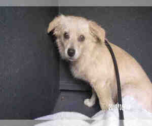Medium Photo #1 Chiranian Puppy For Sale in Santa Maria, CA, USA