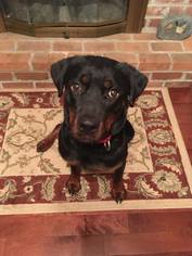 Rottweiler Dogs for adoption in Birdsboro, PA, USA