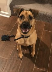 Puggle Dogs for adoption in Hedgesville, WV, USA
