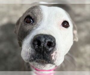 American Pit Bull Terrier Dogs for adoption in La Vergne, TN, USA