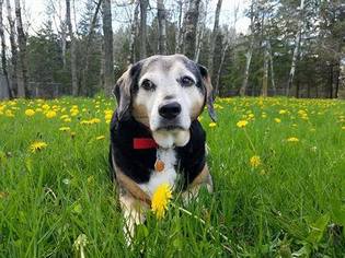Beagle Dogs for adoption in River Falls, WI, USA