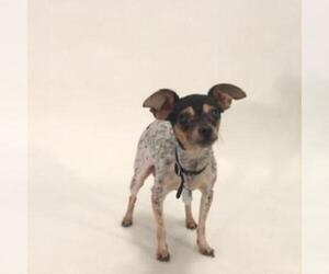 Chihuahua Dogs for adoption in Show Low, AZ, USA