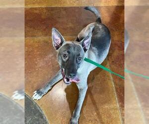 German Shepherd Dog-Unknown Mix Dogs for adoption in Texas City, TX, USA