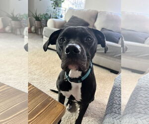 American Staffordshire Terrier-Unknown Mix Dogs for adoption in Holly Springs, NC, USA