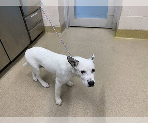 American Staffordshire Terrier-Unknown Mix Dogs for adoption in Grand Prairie, TX, USA