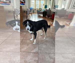 Greater Swiss Mountain Dog-Unknown Mix Dogs for adoption in Rockaway, NJ, USA