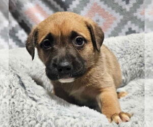 German Shepherd Dog-Unknown Mix Dogs for adoption in Lakewood, CO, USA