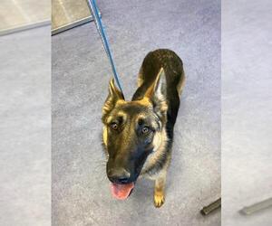 German Shepherd Dog-Unknown Mix Dogs for adoption in Santa Maria, CA, USA