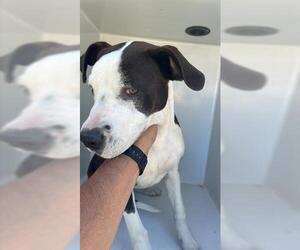 American Pit Bull Terrier-Unknown Mix Dogs for adoption in Houston, TX, USA