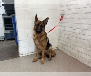 German Shepherd Dog Dogs for adoption in San Bernardino, CA, USA