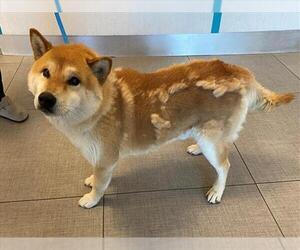 Shiba Inu Dogs for adoption in Rancho Cucamonga, CA, USA