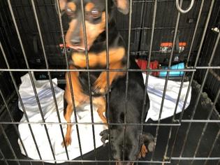 Miniature Pinscher Dogs for adoption in Lancaster, PA, USA