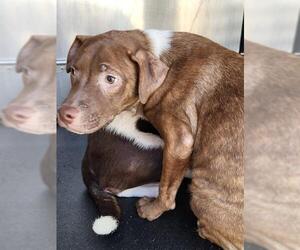 American Staffordshire Terrier Dogs for adoption in San Antonio, TX, USA