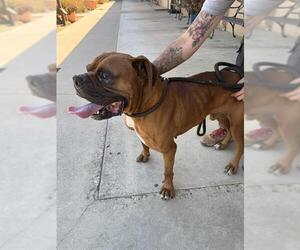 Boxer Dogs for adoption in Ojai, CA, USA