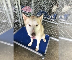 - Mix Dogs for adoption in Athens, TX, USA