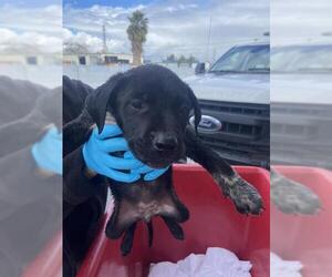 Border Collie Dogs for adoption in Bakersfield, CA, USA