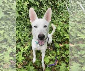 German Shepherd Dog-Unknown Mix Dogs for adoption in San Diego, CA, USA