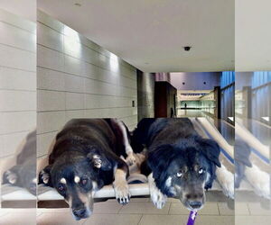 Labrador Retriever-Tibetan Mastiff Mix Dogs for adoption in Gilbert, AZ, USA