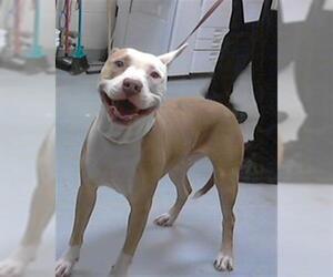 American Pit Bull Terrier Dogs for adoption in Fayetteville, NC, USA