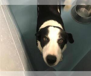 Border Collie Dogs for adoption in Missoula, MT, USA