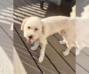Mutt Dogs for adoption in Oakley, CA, USA