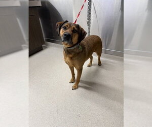 --Labrador Retriever Mix Dogs for adoption in Fairbanks, AK, USA