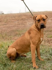 Boxer-Unknown Mix Dogs for adoption in Valley Falls, KS, USA